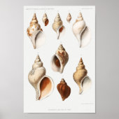Illustration Vintager Muscheln Poster (Vorne)