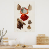 Illustration Vintager Muscheln Poster (Küche)