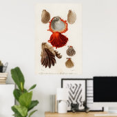 Illustration Vintager Muscheln Poster (Heimbüro)