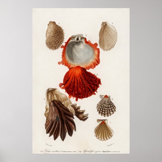 Illustration Vintager Muscheln Poster (Vorne)
