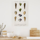 Illustration Vintager Muscheln Poster (Küche)