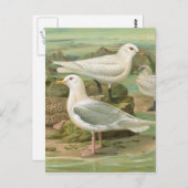 Illustration Vintager Vögel in Island und Elfenbei Postkarte (Vorne/Hinten)
