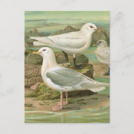 Illustration Vintager Vögel in Island und Elfenbei Postkarte