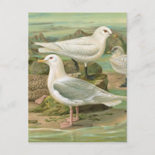 Illustration Vintager Vögel in Island und Elfenbei Postkarte