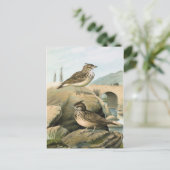 Illustration Vintager Vögel Postkarte (Stehend Vorderseite)