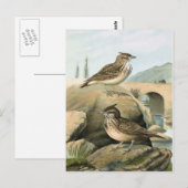 Illustration Vintager Vögel Postkarte (Vorne/Hinten)