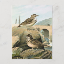 Illustration Vintager Vögel Postkarte