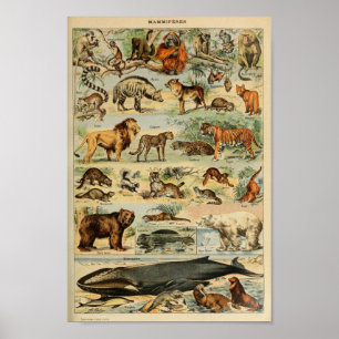 Illustration Vintager Wildtiere Poster