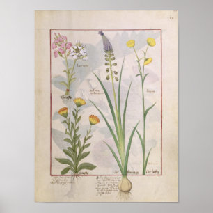 Illustration vom 'Buch der einfachen Medizin Poster