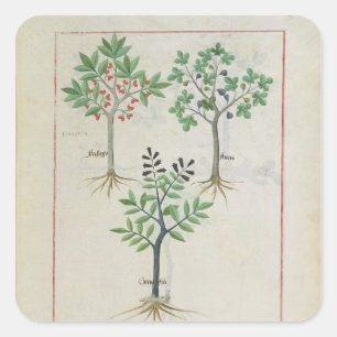 Illustration vom "Buch einfacher Medizin" 2 Quadratischer Aufkleber