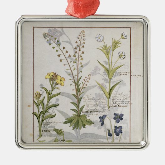 Illustration vom "Buch einfacher Medizin" 2 Silbernes Ornament (Vorne)