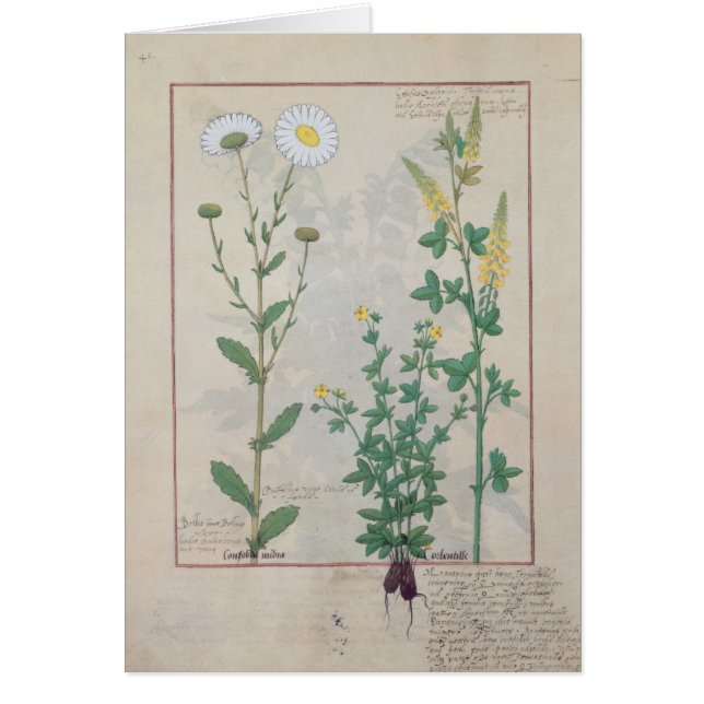 Illustration 'vom Buch von einfachem (Vorne)