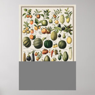 Illustration von Adolphe Millot: Antike Gemüse Poster