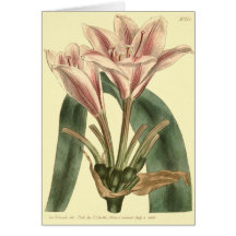 Illustration von Amaryllis mit langer Lease