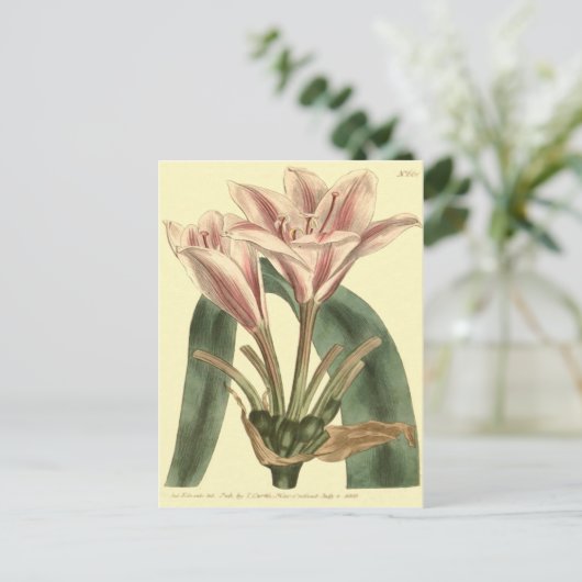 Illustration von Amaryllis mit langer Lease Postkarte (Stehend Vorderseite)
