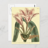 Illustration von Amaryllis mit langer Lease Postkarte (Vorne/Hinten)