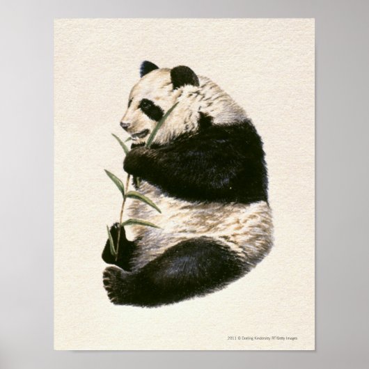 Illustration von auf Bambus fütternd Riesenpanda Poster (Vorne)
