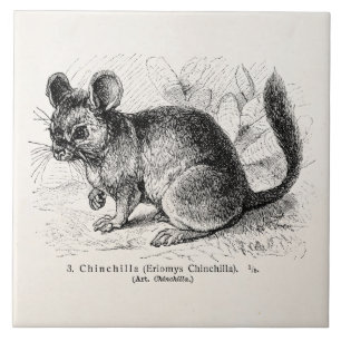 Illustration von Chinchillas aus der viktorianisch Fliese