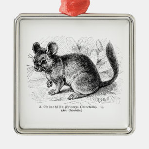 Illustration von Chinchillas aus der viktorianisch Ornament Aus Metall