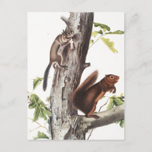 Illustration von Fremonts Eichhörnchen und Ruß-Eic Postkarte