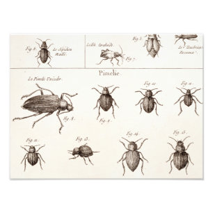 Illustration von Insekten Käfern aus dem 19. Jahrh Fotodruck