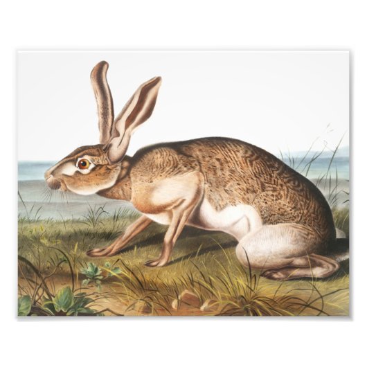 Illustration von Kaninchen (Lepus Texianus) Fotodruck (Vorne)