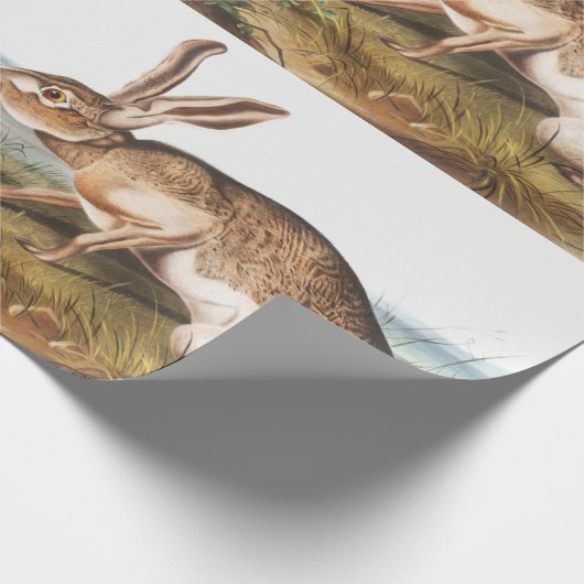 Illustration von Kaninchen (Lepus Texianus) Geschenkpapier (Ecke)