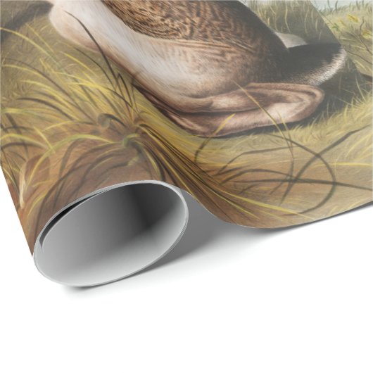 Illustration von Kaninchen (Lepus Texianus) Geschenkpapier (Rolleneckpunkt)