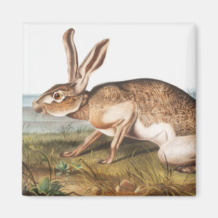 Illustration von Kaninchen (Lepus Texianus) Magnet