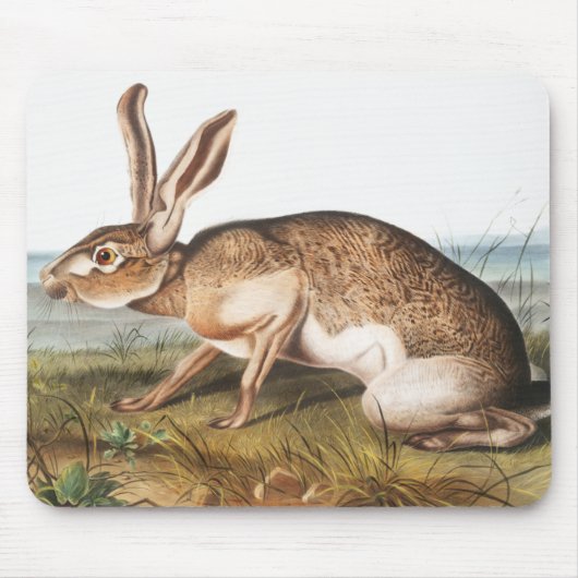 Illustration von Kaninchen (Lepus Texianus) Mousepad (Vorne)