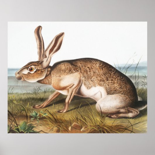 Illustration von Kaninchen (Lepus Texianus) Poster (Vorne)