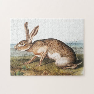 Illustration von Kaninchen (Lepus Texianus) Puzzle