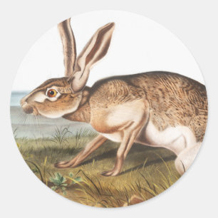 Illustration von Kaninchen (Lepus Texianus) Runder Aufkleber