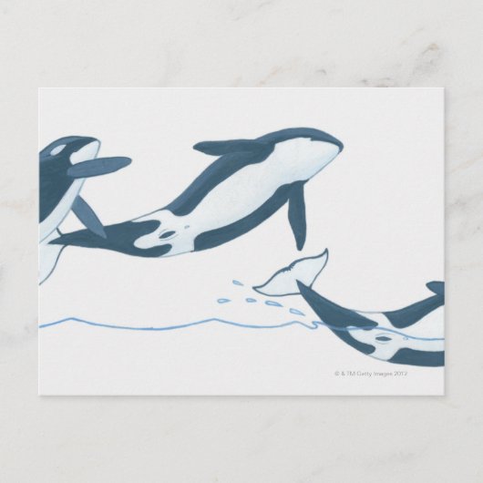 Illustration von Killerwalen (Orcinus orca) Postkarte (Vorderseite)