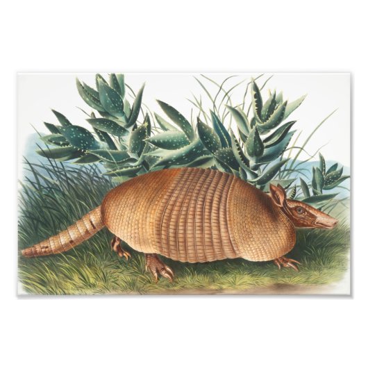 Illustration von neunbanded Armadillo (Dasypus Peb Fotodruck (Vorne)