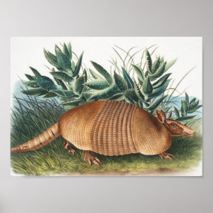 Illustration von neunbanded Armadillo (Dasypus Peb Poster