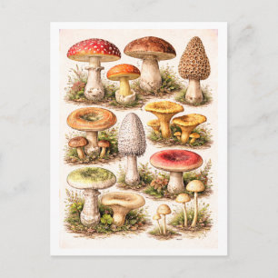 Illustration von Pilzen im Vintage-Stil Postkarte