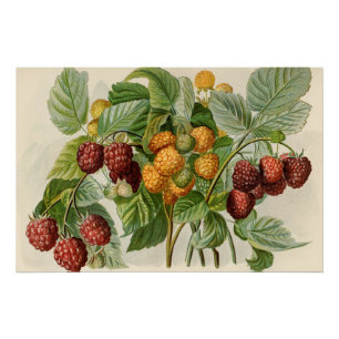 Illustration von roten und gelben Himbeeren im Vin Poster