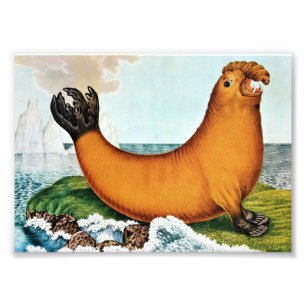 Illustration von See-Elefanten (Zotl) Fotodruck