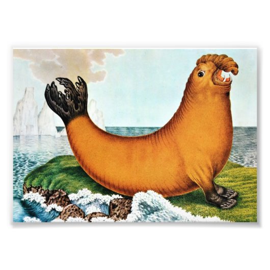 Illustration von See-Elefanten (Zotl) Fotodruck (Vorne)