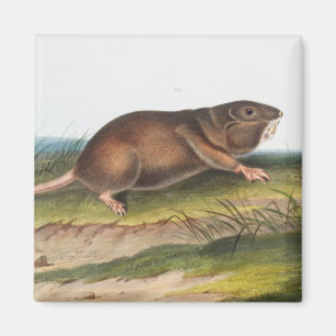 Illustration von Southern Pouched Rat, Shrew Maulw Magnet