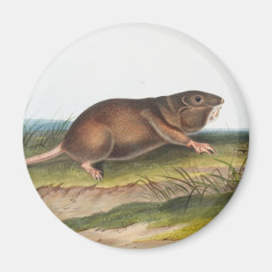 Illustration von Southern Pouched Rat, Shrew Maulw Magnet