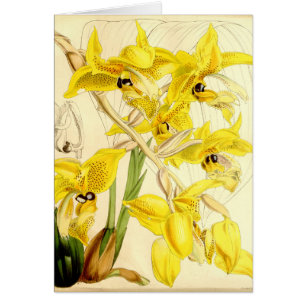 Illustration von Stanhopea wardii