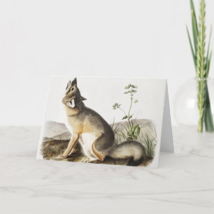 Illustration von Swift Fox (Vulpes velox) Karte