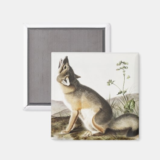 Illustration von Swift Fox (Vulpes velox) Magnet (Vorderseite/Rückseite)