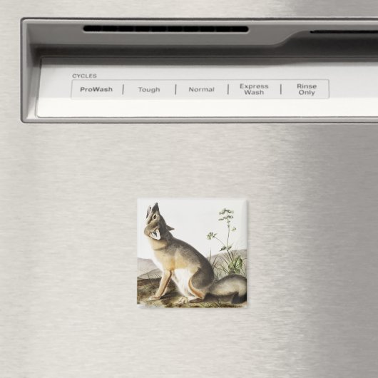 Illustration von Swift Fox (Vulpes velox) Magnet (In Situ (Geschirrspüler))