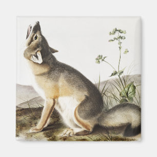 Illustration von Swift Fox (Vulpes velox) Magnet