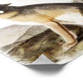 Illustration von Swift Fox (Vulpes velox) Poster (Ecke)