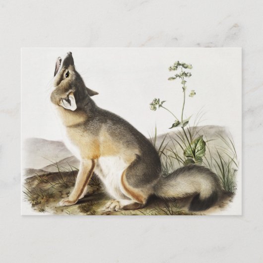 Illustration von Swift Fox (Vulpes velox) Postkarte (Vorderseite)