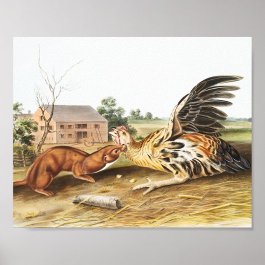 Illustration von Tawny Weasel (Putorius fuscus) Poster (Vorne)